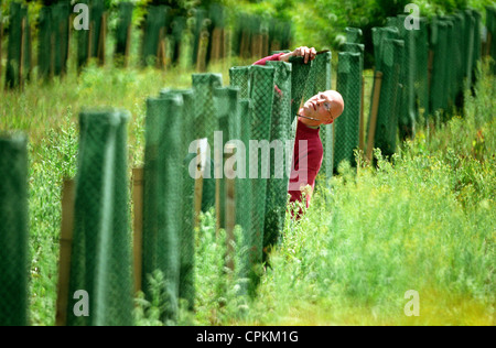 Un artiste créant une avenue de 187 if comme une œuvre d'art en direct. Banque D'Images