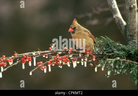 Le cardinal femelle effronté ressemble à une branche d'icy des baies de houx en hiver, Missouri USA Banque D'Images