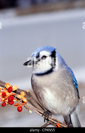 Le Geai bleu (Cyanocitta cristata) est perché à côté de petits fruits doux-amer (Celastrus scandens) en hiver, Missouri USA Banque D'Images