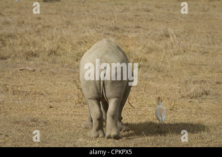 Le rhinocéros blanc veau avec héron garde-boeuf par elle-Vue arrière Banque D'Images