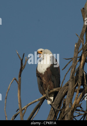 African fish eagle in tree Banque D'Images