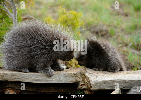 Le porc-épic (Erethizon dorsatum) bébé et l'adulte - spécimen en captivité, Bozeman, Montana, USA Banque D'Images