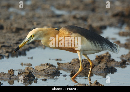 Javan Pond Heron (Ardeola speciosa) en plumage nuptial harcelant la rizière à la périphérie de Bangkok Banque D'Images