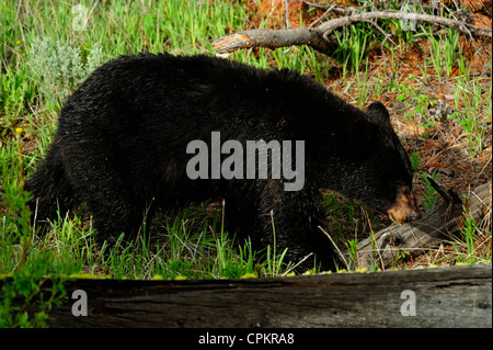 L'ours noir (Ursus americanus) en quête de plantes, le Parc National de Yellowstone, Wyoming, USA Banque D'Images