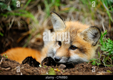 Le renard roux (Vulpes vulpes) Dossiers près de den- entrée spécimen en captivité, Bozeman, Montana, USA Banque D'Images