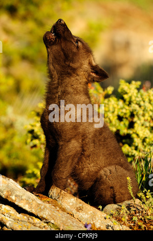 Le loup (Canis lupus) bébés à den- spécimen en captivité, Bozeman, Montana, USA Banque D'Images