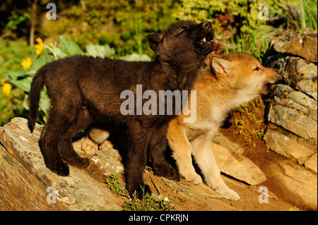 Le loup (Canis lupus) bébés à den- spécimen en captivité, Bozeman, Montana, USA Banque D'Images