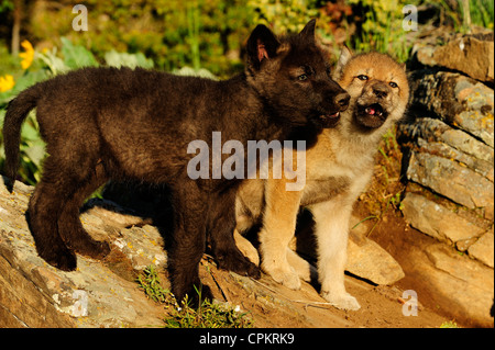 Le loup (Canis lupus) bébés à den- spécimen en captivité, Bozeman, Montana, USA Banque D'Images