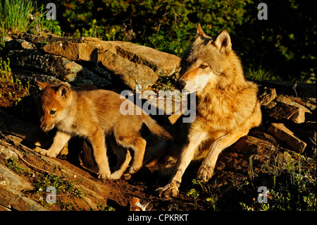 Le loup (Canis lupus) bébés à den- spécimen en captivité, Bozeman, Montana, USA Banque D'Images