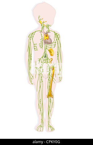 Enfant du système lymphatique, dessin Banque D'Images