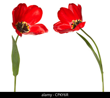Studio shot of tulips isolé sur fond blanc. Banque D'Images