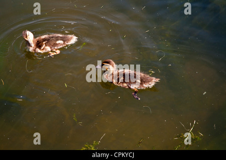 Deux canards colvert bébé canetons, nager dans l'étang. Banque D'Images