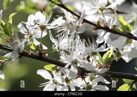 Gros plan de fleurs de cerisier sur un arbre en fleurs Banque D'Images