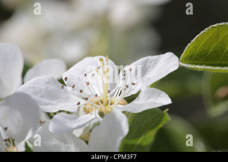 Gros plan de fleurs apple sur un arbre en fleurs Banque D'Images