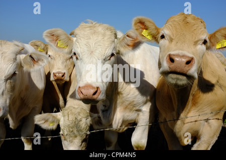 Vaches charolaises dans un champ Banque D'Images