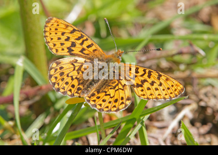 Pearl bordée Fritillary Butterfly Banque D'Images