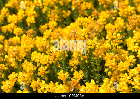 Genista hispanica ou balai Espagnol ou Espagnol L'ajonc Banque D'Images