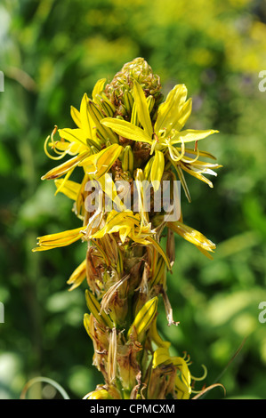 Asphodèle jaune ou lance du roi ou Jacob's Rod, Asphodelus lutea, Asphodelaceae, aka Asphodeline lutea Banque D'Images