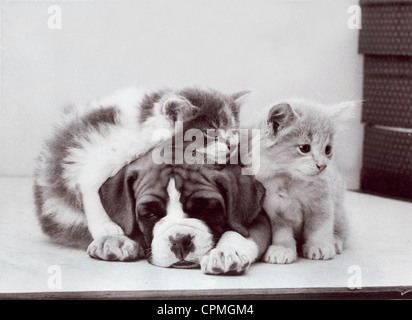 Deux chatons entourant Sleepy chiot Banque D'Images