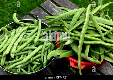 3928. Haricots et haricots verts, jardin d'automne la récolte, Kent UK Banque D'Images