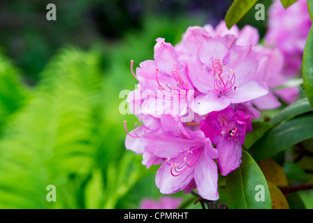 Rhododendron rose close-up, selective focus Banque D'Images