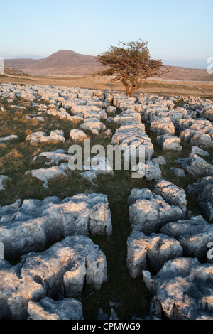 Ingleborough dans le Yorkshire Dales, échelles de Moor. Banque D'Images