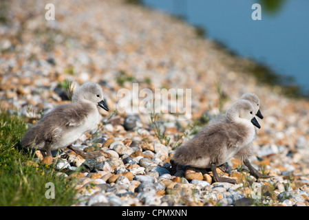 Bébé Cygnes seulement 4 jours vieux, vu dans Cambourne, Cambridgeshire. UK. Banque D'Images