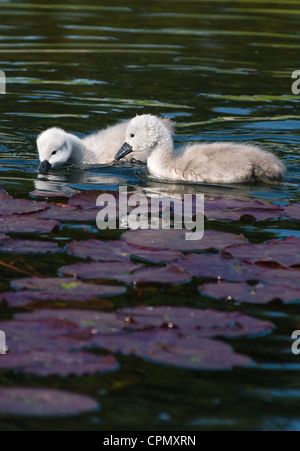 Cygnes bébé 4 jours seulement entre lily gousses, vu dans Cambourne, Cambridgeshire. UK. Banque D'Images