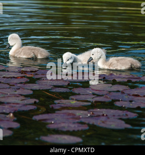 Cygnes bébé 4 jours seulement entre lily gousses, vu dans Cambourne, Cambridgeshire. UK. Banque D'Images