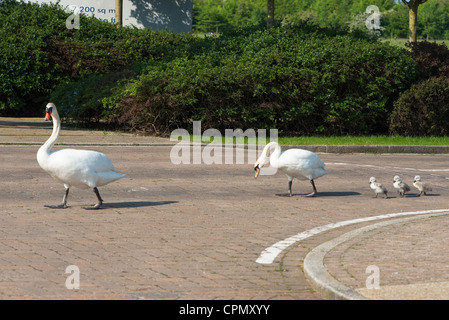 Famille de cygnes traverser la route. Cambourne, Angleterre. Banque D'Images