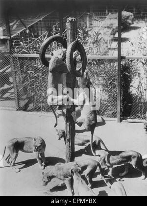 Les Lions dans un zoo pour animaux prédateurs à Hollywood, 1933 Banque D'Images