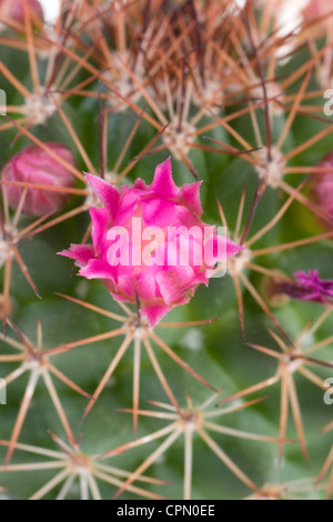 De belles fleurs de cactus Banque D'Images