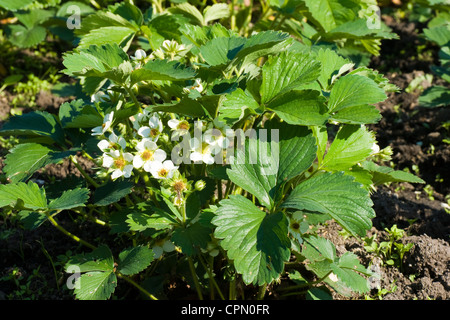 Des buissons à fleurs de fraises Banque D'Images