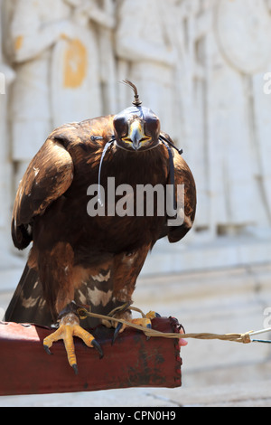 Une belle falcon sur un gant de cuir à Budapest avec son chapeau sur Banque D'Images