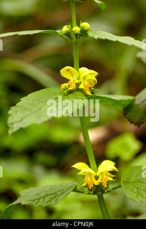 Archange, jaune (Lamium galeobdolon), poussant dans une forêt de la Nouvelle-Galles du Sud. Banque D'Images