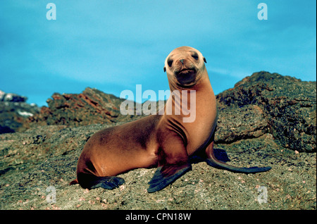 Un jeune lion de mer de Californie pose pour son portrait sur un affleurement rocheux dans l'océan Pacifique au large de la côte sud de la Californie, USA. Banque D'Images