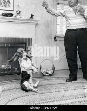 L'enseignement de l'homme à s'asseoir Basset Hound Banque D'Images