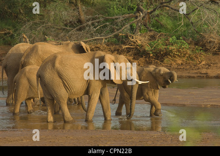 Les éléphants de Uaso Nyiro, boire Banque D'Images