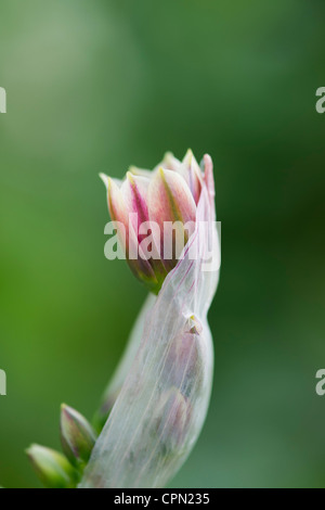 Nectaroscordum siculum. Fleurs d'Allium siculum Banque D'Images