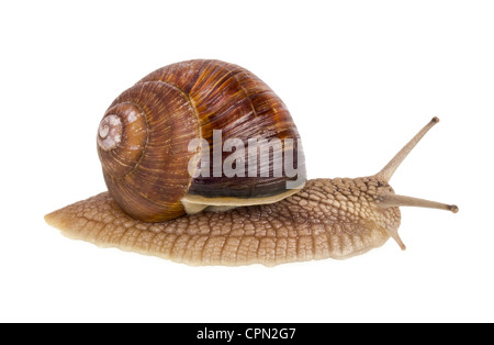 Un vrai vivre isolé de l'escargot à ressort haute résolution macro studio shot. Selective focus Banque D'Images