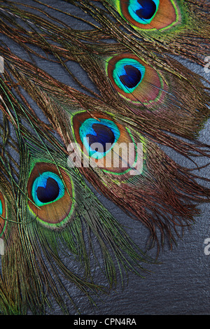 Beaux Yeux de plume de paon exotiques sur fond sombre Banque D'Images