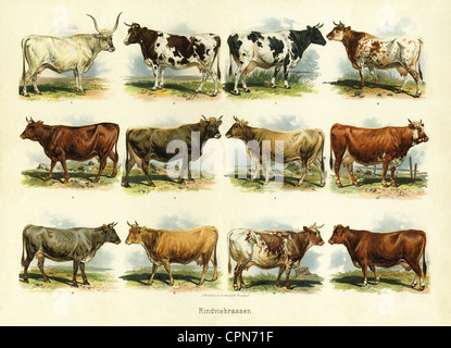 agriculture, élevage, carte illustrée élevage, Allemagne, vers 1895, droits additionnels-Clearences-non disponible Banque D'Images