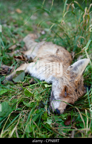 ROADKILL - DEAD Fox (Vulpes vulpes) LYING IN GRASS Banque D'Images