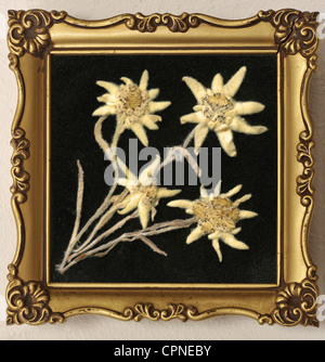 botany, edelweiss, edelweiss alpin dans cadre photo, Allemagne, vers 1959, droits supplémentaires-Clearences-non disponible Banque D'Images