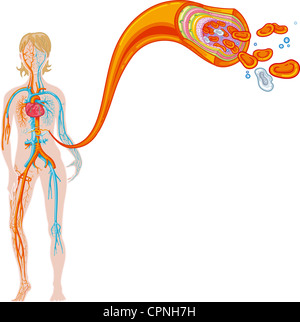 La circulation du sang, ILLUSTRATION Banque D'Images