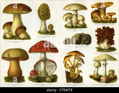 botanique, champignons, synopsis, champignons comestibles: Boletus comestibles, boletus comestibles, morel, morel, champignon, chanterelle, truffe française, Gyromitra esculenta, toadstool champignons: Champignon Satan, champignon Satan, mouche agarique, mouche agarique, tuft de soufre, ange destructeur, ange détruisant, lithographe, Allemagne, Clearcias, 1900, droits additionnels non disponibles Banque D'Images