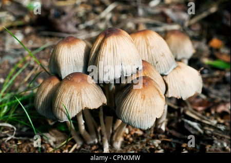 Toadstools découlant de la décomposition des racines d'un arbre dans un jardin de banlieue Banque D'Images