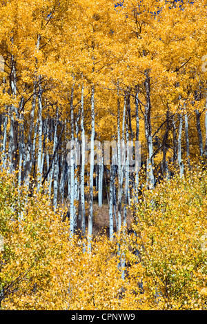 Vail, Colorado : Trembles tournantes sur culte route du col. Banque D'Images