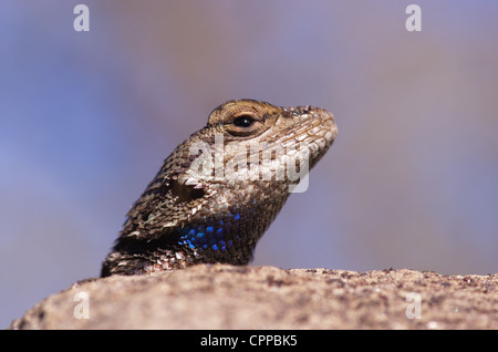 Macro image d'une clôture à la tête du plateau de lézard sur un rocher Banque D'Images