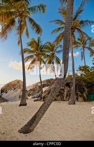 Virgin Gorda, îles Vierges britanniques dans les Caraïbes de palmiers sur la plage parmi les rochers de granit au crawl Banque D'Images